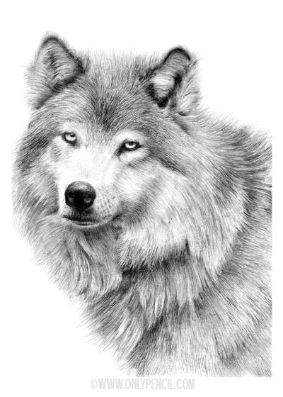 All the best black and white wolf drawing 36+ collected on this page. Blue Eyes White Fang - OnlyPencil.com - Wildlife Pencil ...