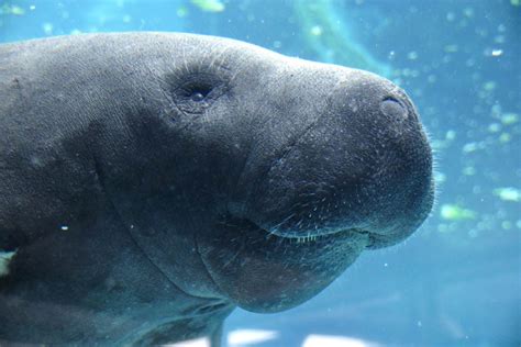 Manatee Facts Pictures And Information Meet The 3 Species Of Sea Cow