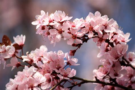 Plum Blossom Wallpapers Wallpaper Cave