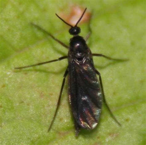 Dark Winged Fungus Gnats Dorsal Bugguidenet