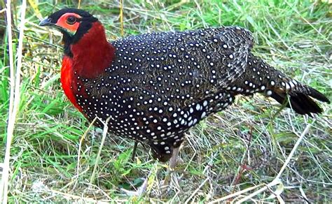 Western Tragopan Spotted In New Ranges In Kashmir India
