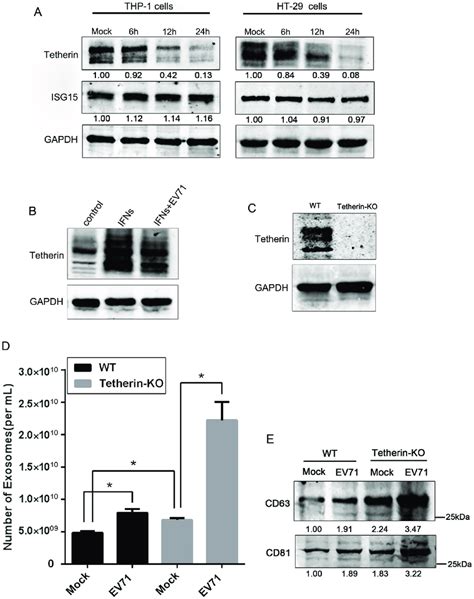 BST 2 Tetherin Was Involved In Regulating Exosome Secretion During EV71