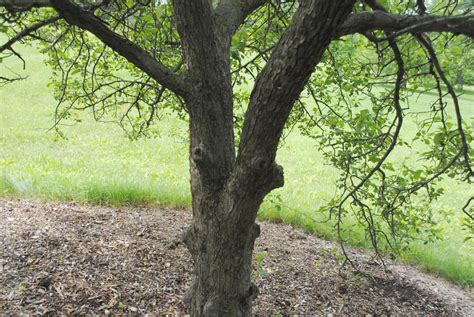 Photo Of The Stem Scape Stalk Or Bark Of Sweet Crabapple Malus