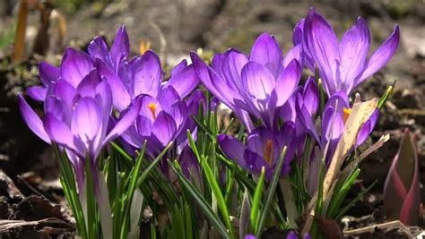 Growing And Caring For Spring Crocus Plants Dig It Right Dig It Right