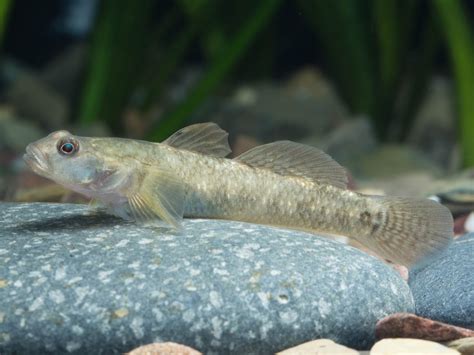 Cool Goby Blog Rhinogobius Szechuanensis Freshwater Goby