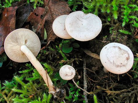 Clitocybes Clitocybe Centre Antipoisons Belge