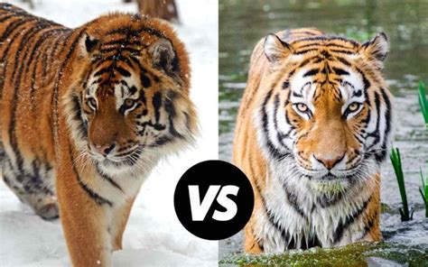 Bengal Tiger Vs Siberian Tiger Huntingseasonsorg