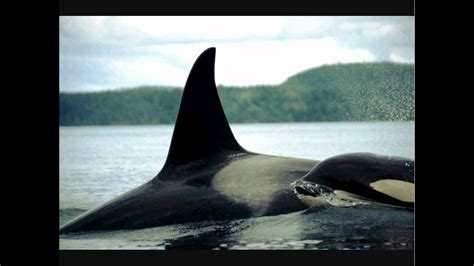 I have a passion for whales i've shared with my family my whole life. Male/ Female Orcas - YouTube