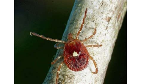 Tick-caused meat allergy on the rise in the US
