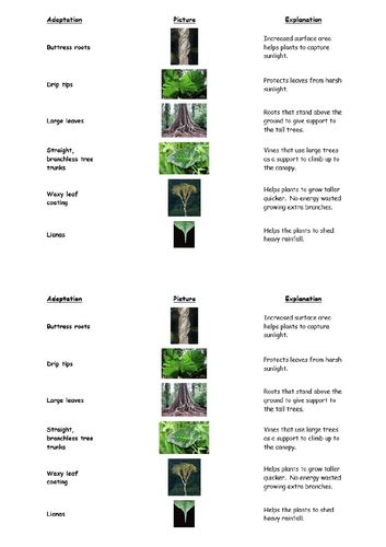 Rainforest Plant Adaptations Lesson Teaching Resources