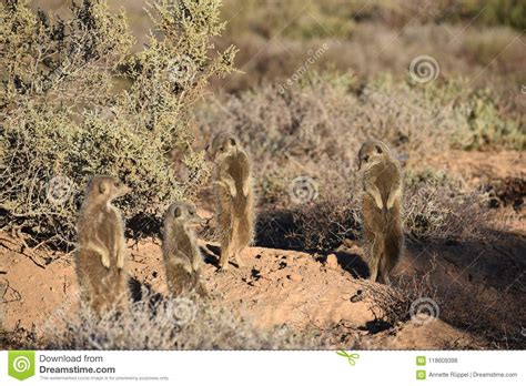 Four Cute Meerkat In The Desert Of Oudtshoorn South Africa Stock Photo