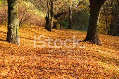 Autumn In The Park Stock Photo Royalty Free Freeimages