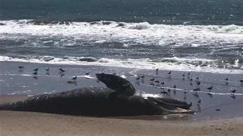 Gray Whale Washed Ashore In Ventura County Youtube