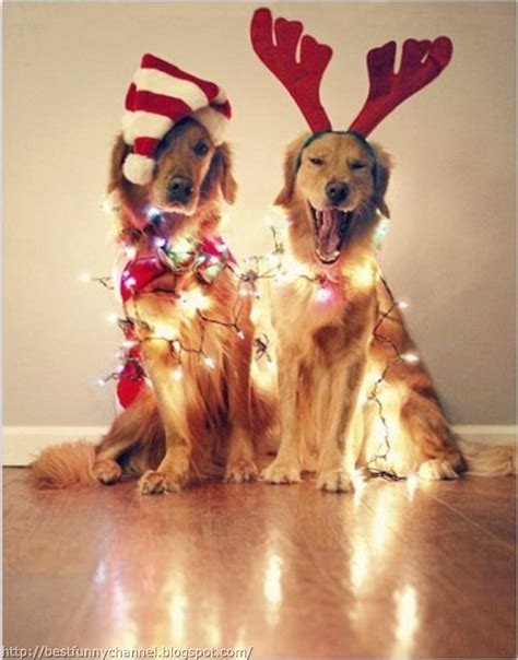 Cute And Funny Pictures Of Animalschristmas 7