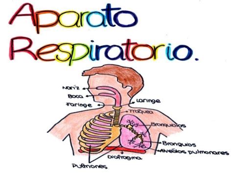 El Aparato Respiratorio Láminas Para El Aula Y Fichas Para El Alumno 430