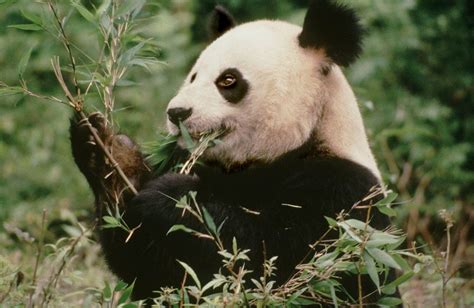 Giant Panda Species Facts Info And More Wwfca Panda Giant Panda