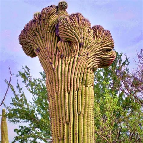True nopal cactus water 100% natural hydration with electrolytes, potassium, antioxidants and half the calories and sugar as coconut water. 1422 best images about Arizona on Pinterest