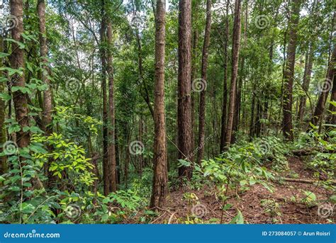 Pine Tree Forest With Green Forest And Straight Tree Trunks In Thailand