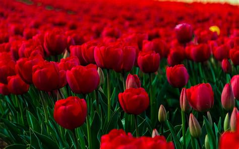 Hd Backgrounds Flowers