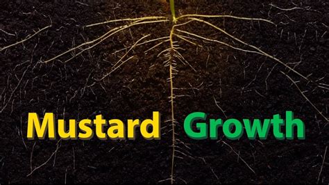 Mustard Growth Time Lapse Youtube