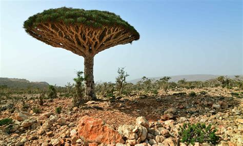 6 Incredible Trees Native To Yemen