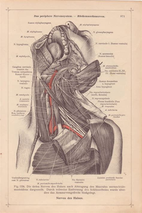 Neck Anatomy Diagram Triangles Of The Neck Muscles Anatomical Diagram
