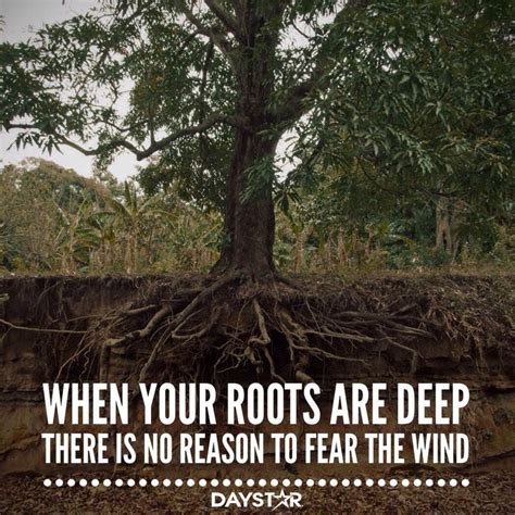When Your Roots Are Deep There Is No Reason To Fear The Wind Daystar