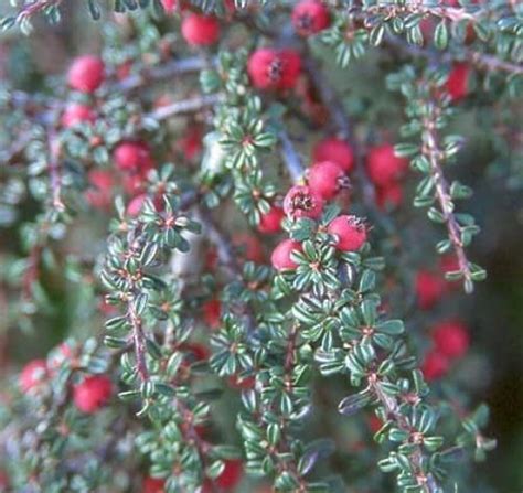 Cotoneaster Microphyllus Evergreen Shrub Uk