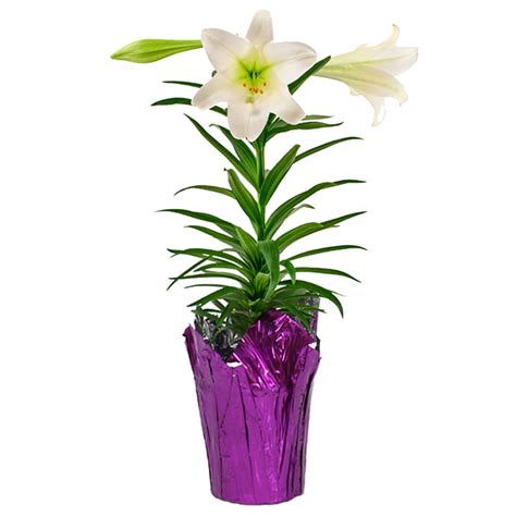 Easter Lily Plant For Sale