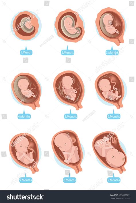 Human Fetus Inside The Womb 1 To 9 Monthsvector Royalty Free Stock