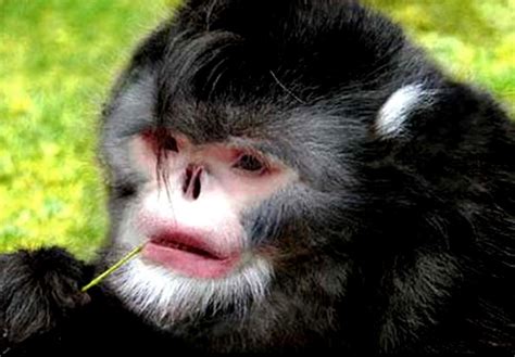 Among 200 New Species Sneezing Monkey Discovered