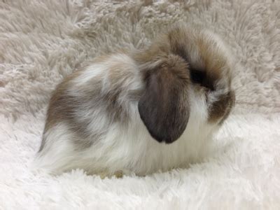 The body, head and overall size of the american fuzzy lops are just a bit bigger than the holland lops. Rabbits for sale in Singapore!: (SOLD) Broken Tort female ...