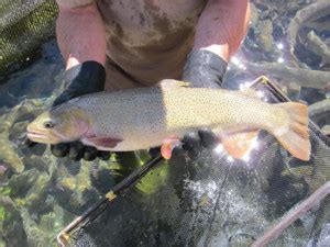 All south dakota hotels south dakota hotel deals last minute hotels in south dakota by hotel type. New species of trout found in South Dakota - Outdoornews