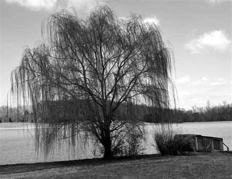 Weeping Willow By Hope1409 On Deviantart