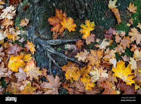 Maple Tree Roots With Fallen Leaves Stock Photo Alamy