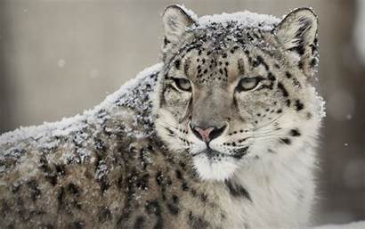 Leopard Snow Wallpapers Des Neiges Wild Theme