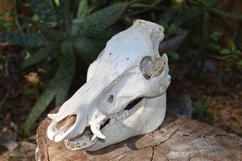 Boar Skull Wild Boar Skull Whole Animal Skull