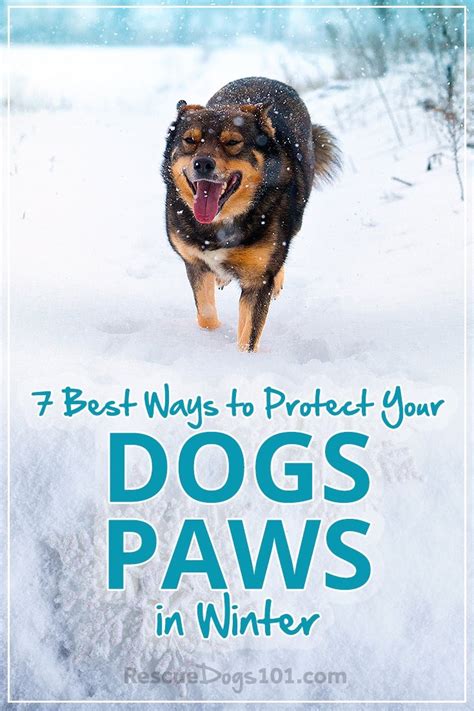 When taking your dog out for a walk, make sure to wipe down their paws afterwards. 7 Easy Tips to Protect Your Dogs Paws in Winter