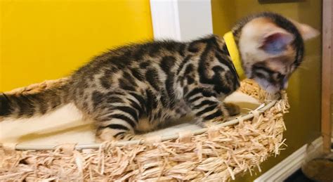 > community events for sale gigs housing jobs resumes services. Exotic Bengals of San Diego - The Bengal Cat Directory ...