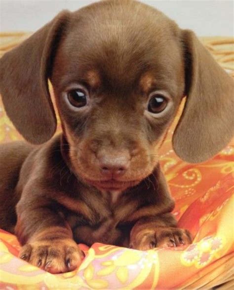 Cutest Tiny Brown Dachshund Puppy Cute Animals Cute Little Puppies