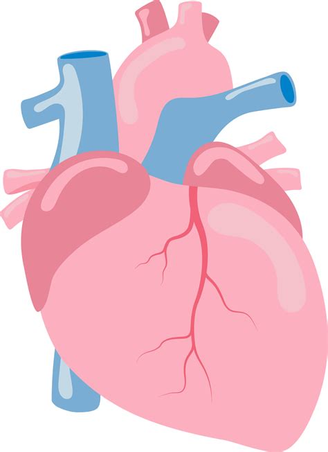 Corazón Humano órgano Interno Anatomía Png Ilustración Diseño Plano