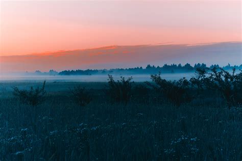 Wallpaper Field Fog Dawn Grass Landscape Forest Hd Widescreen