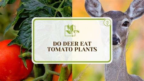Do Deer Eat Tomato Plants How To Stop Them