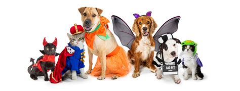 Halloween Safety Tips For Your Pets Kalona Veterinary Clinic