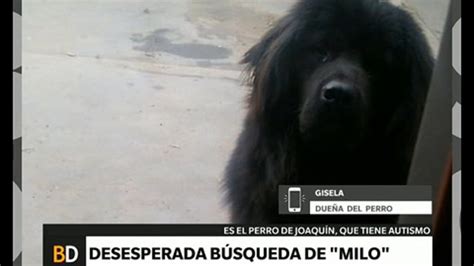 Búsqueda Desesperada De Milo El Perro Que Acompaña A Un Chico Autista
