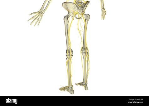 Lateral Femoral Cutaneous Nerve Hi Res Stock Photography And Images Alamy