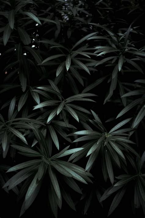 Wallpaper Day Plant Dark Green Leaves Shade For Hd 4k
