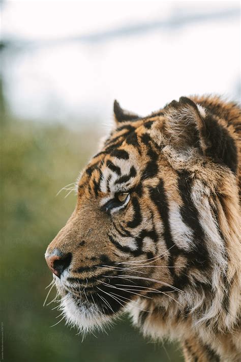 Profile Portrait Of Sumatran Tiger By Stocksy Contributor Akela