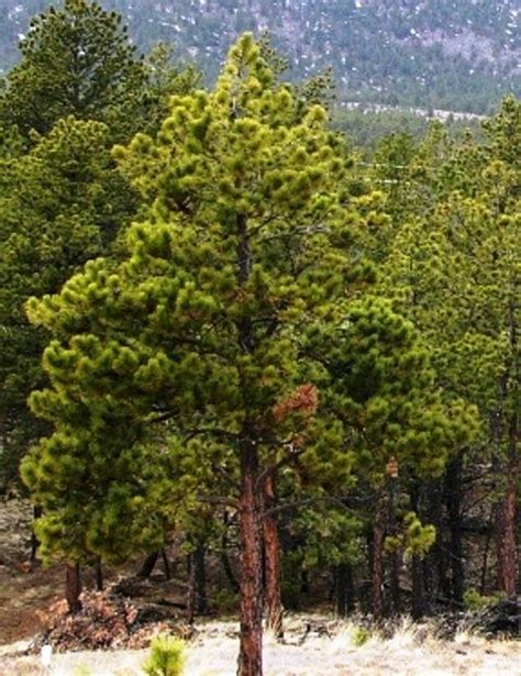 Ponderosa Pine Trees Plants For Sale Online Lowest Prices Fast