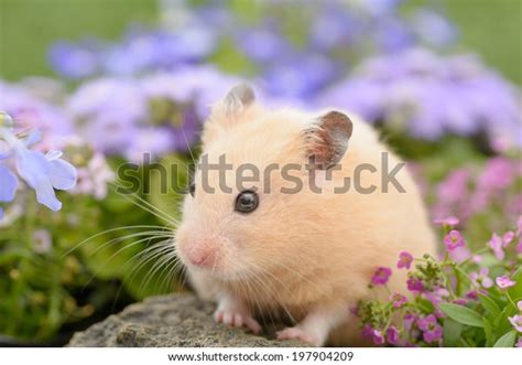 Golden Hamster Flower Garden Stock Photo Edit Now 197904209